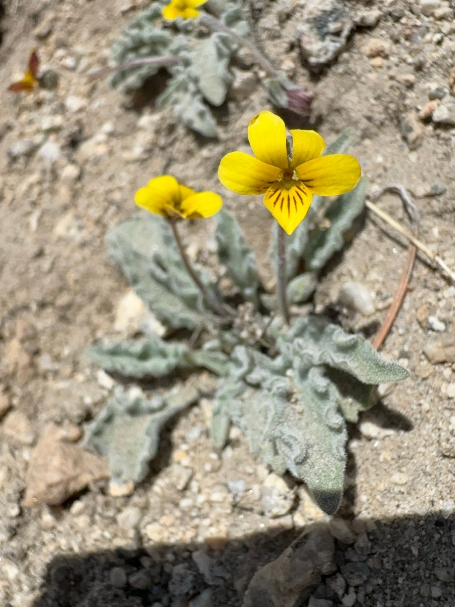 Viola pinetorum ssp. grisea