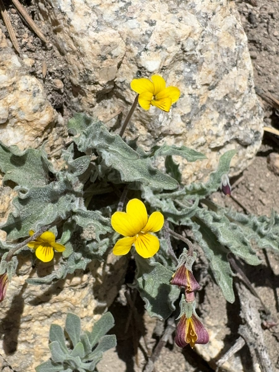 Viola pinetorum ssp. grisea