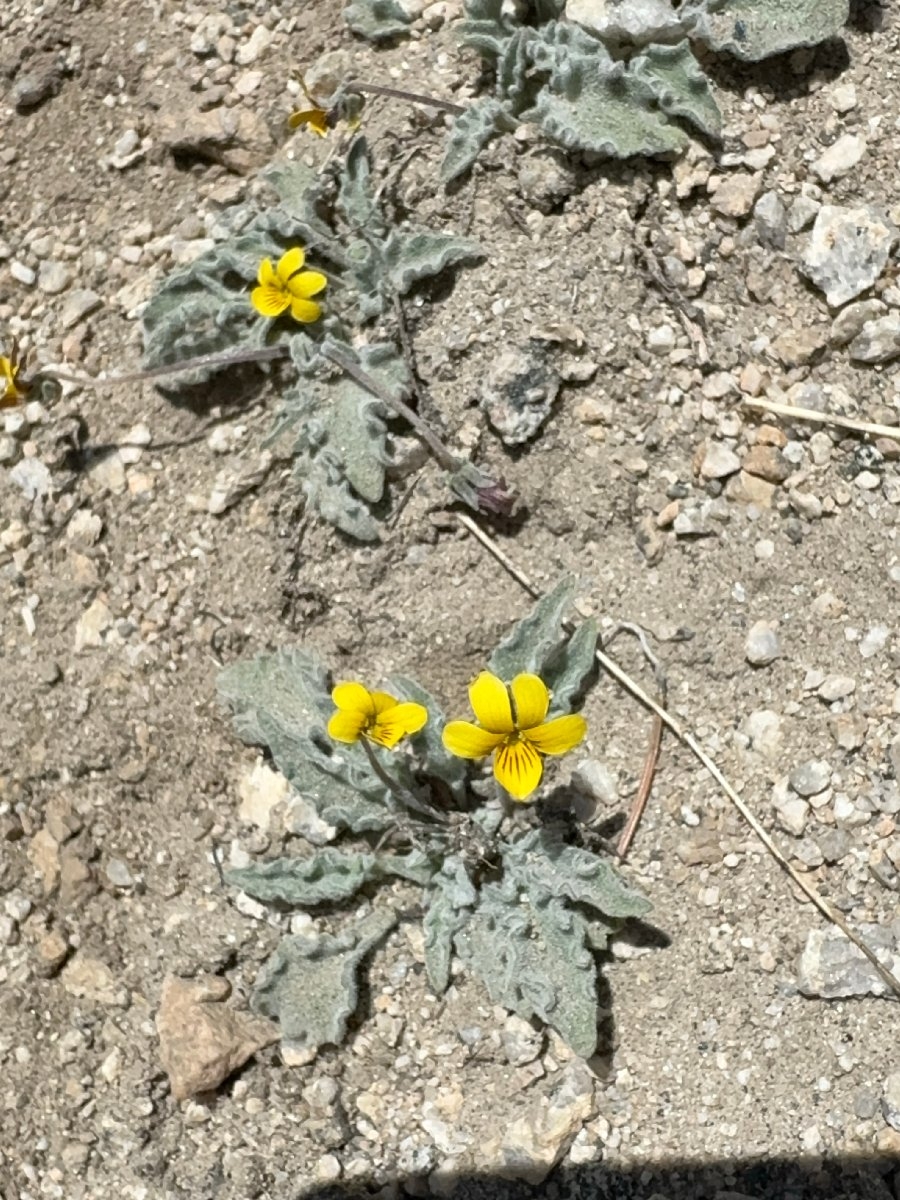 Viola pinetorum ssp. grisea