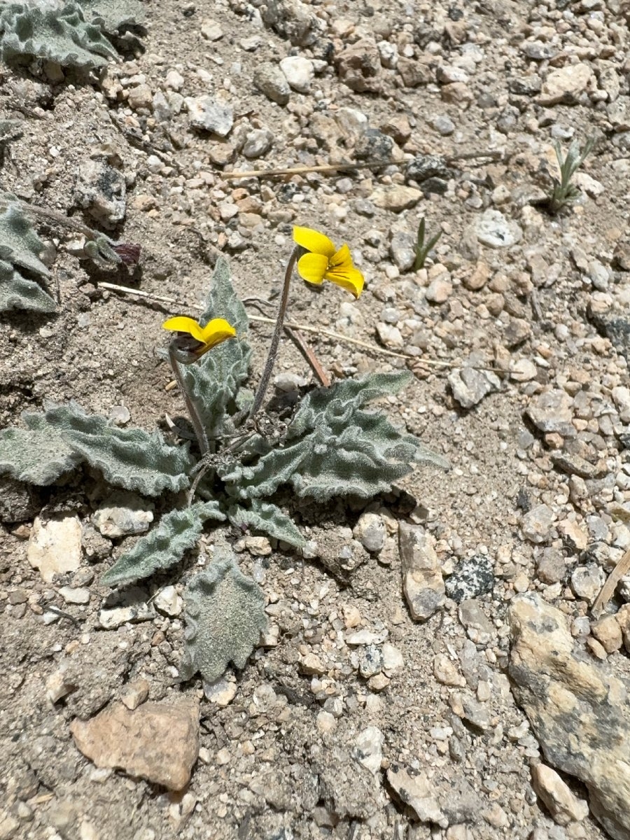 Viola pinetorum ssp. grisea