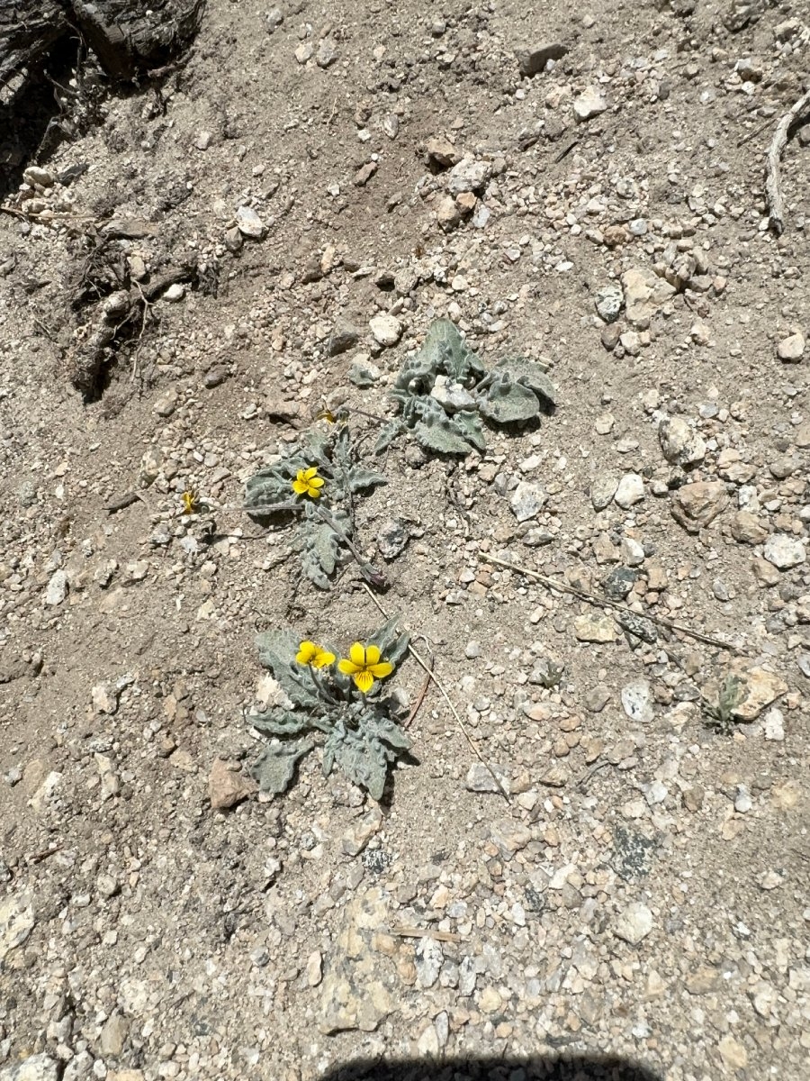 Viola pinetorum ssp. grisea