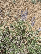 Lupinus argenteus