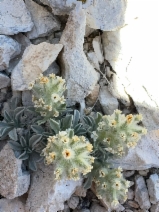 Oreocarya humilis ssp. humilis