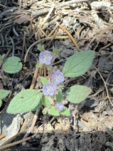 Phacelia austromontana