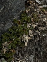 Selaginella watsonii