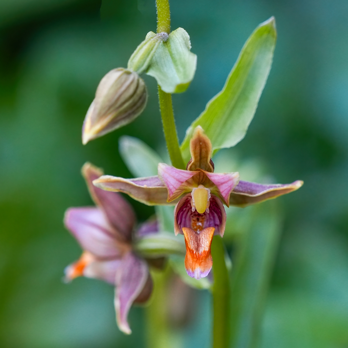 Epipactis gigantea