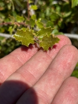 Quercus john-tuckeri