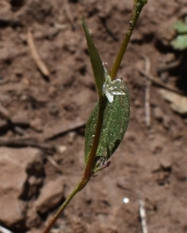 Polygonum sawatchense ssp. oblivium