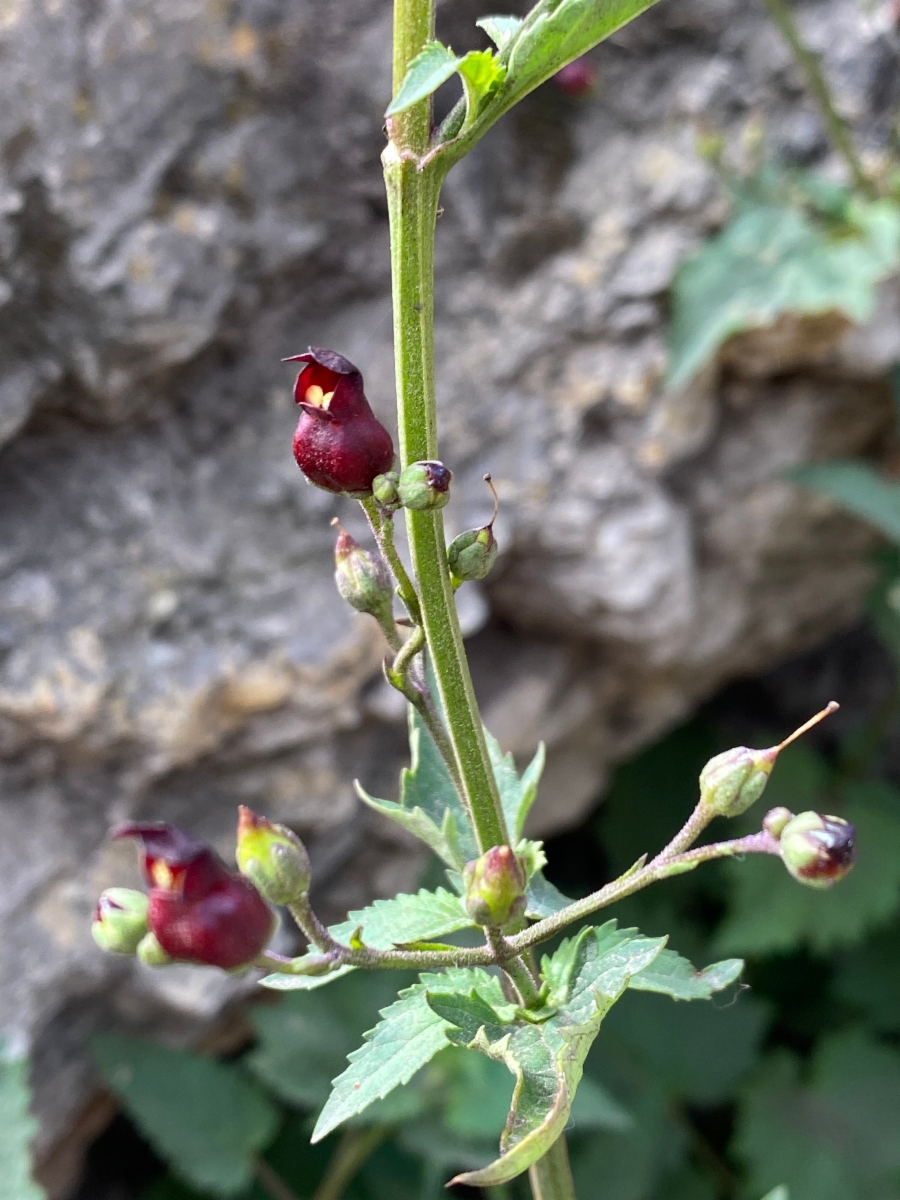 Scrophularia atrata