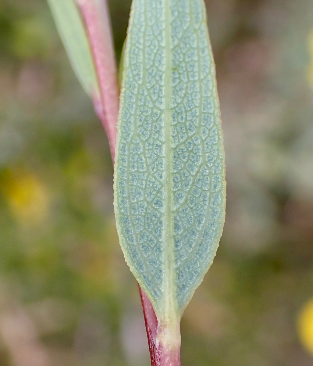 Dendromecon rigida