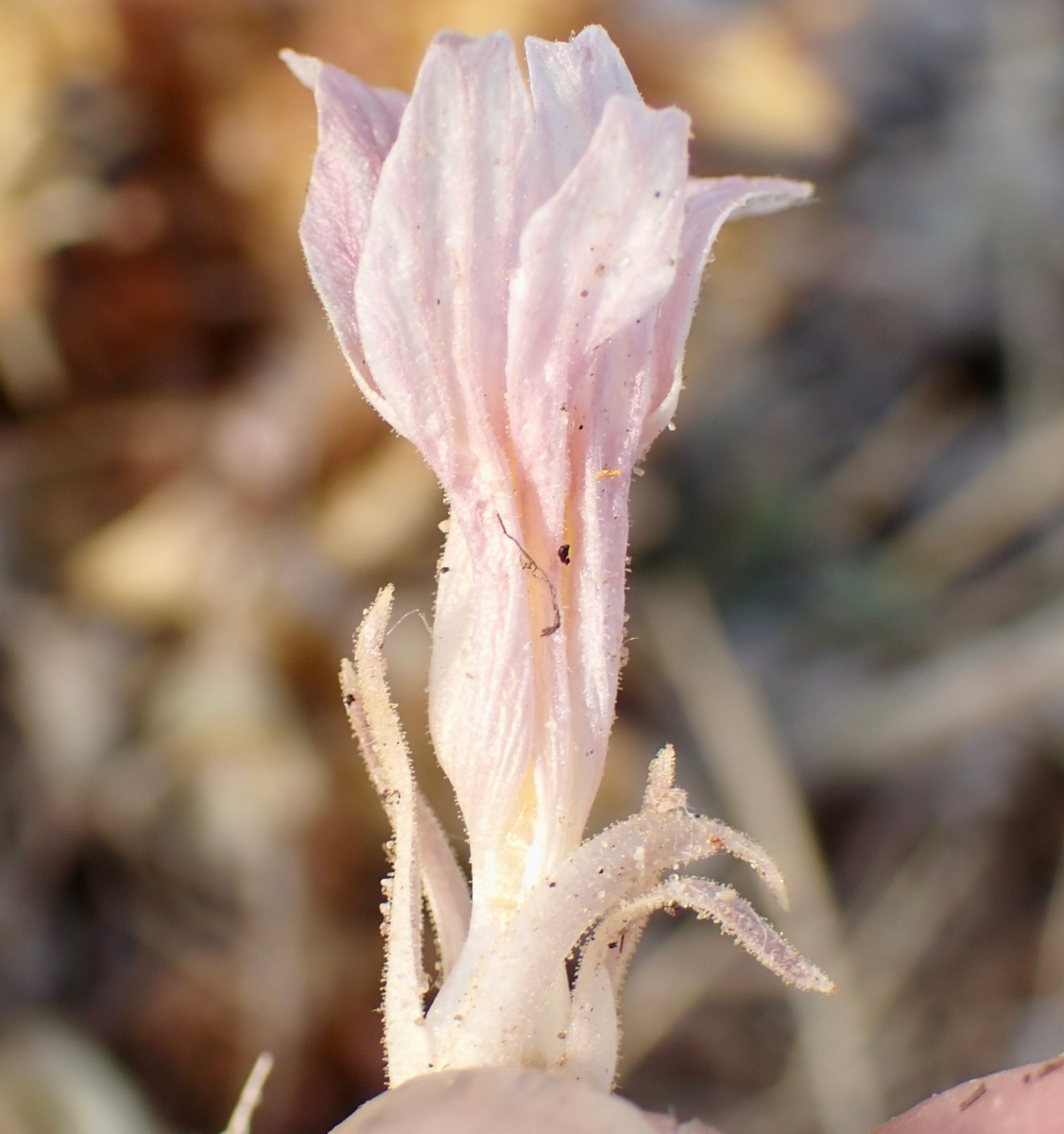 Aphyllon californicum ssp. condensum