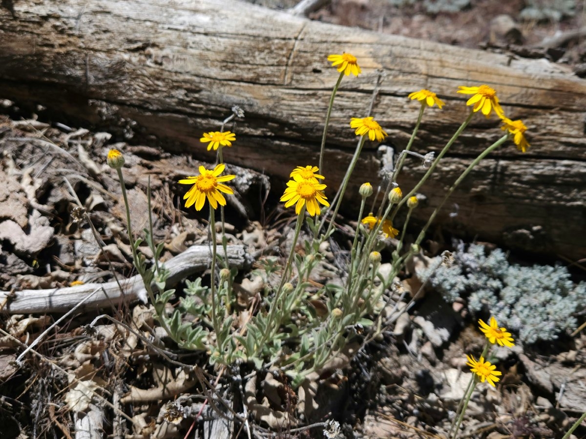 Eriophyllum lanatum var. obovatum