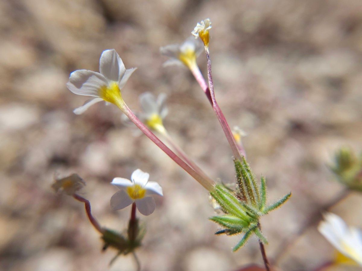 Leptosiphon breviculus