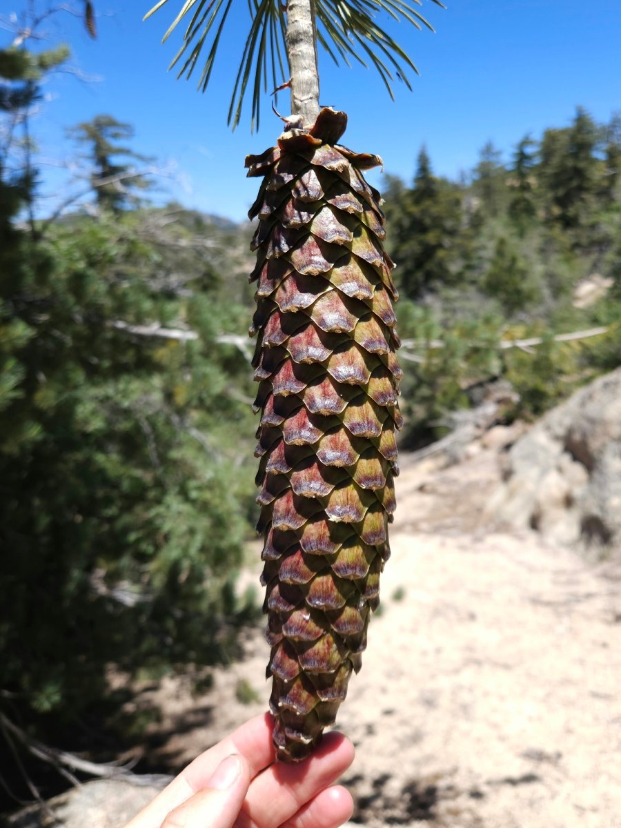 Pinus lambertiana