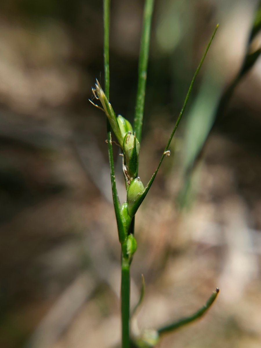 Carex multicaulis