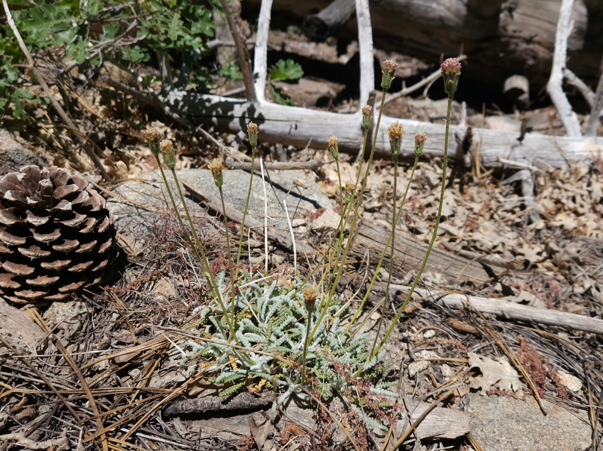 Chaenactis santolinoides