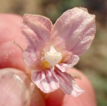 Aphyllon californicum ssp. condensum