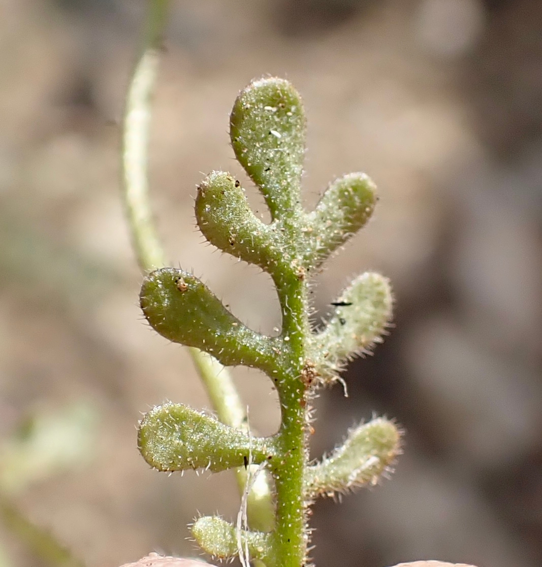 Eucrypta micrantha