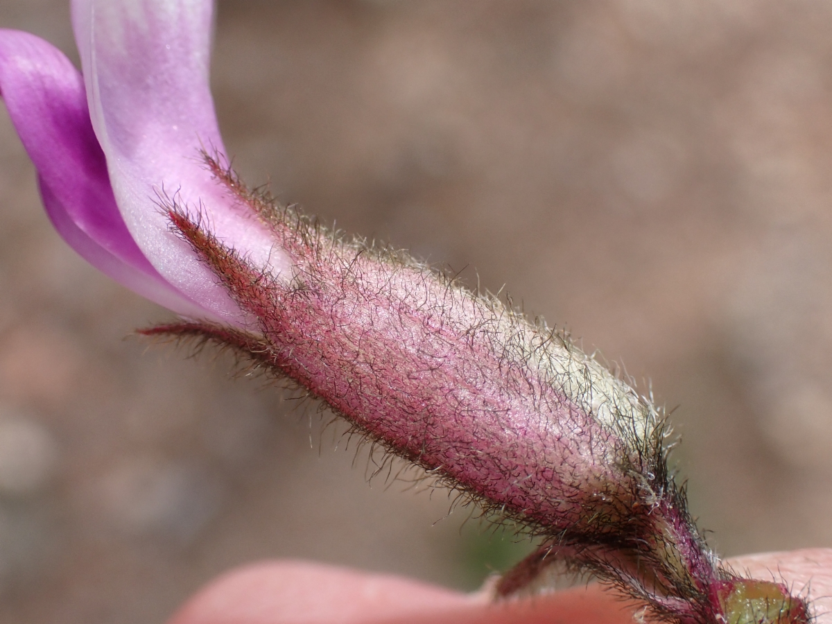 Astragalus newberryi var. newberryi