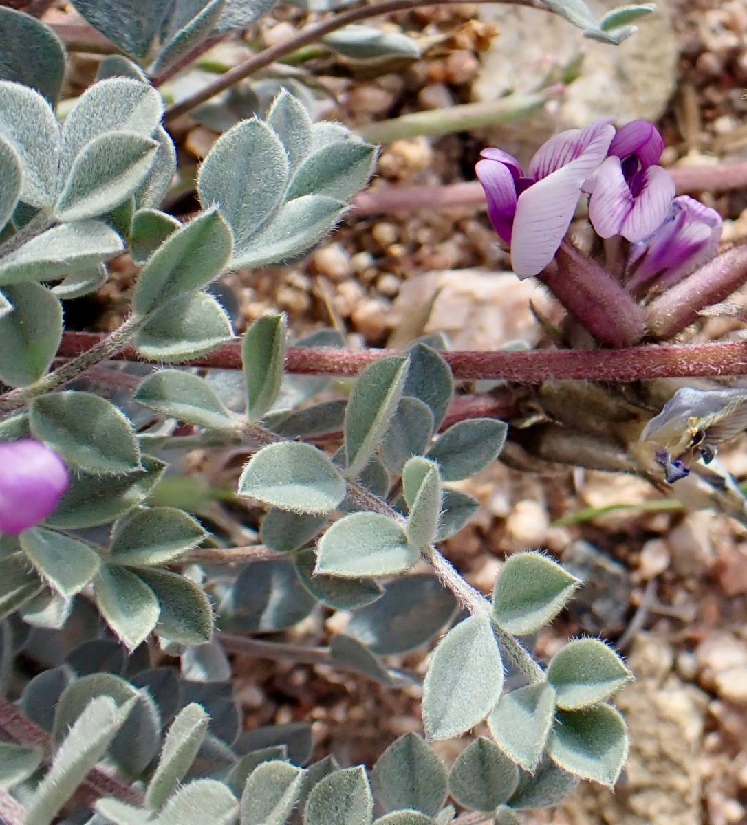 Astragalus newberryi var. newberryi