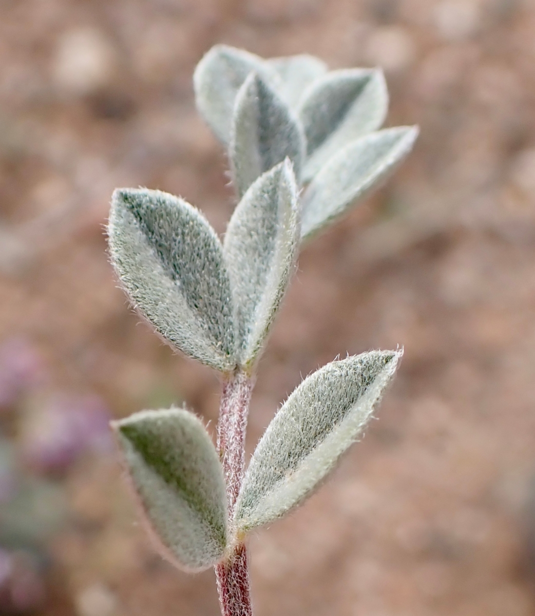 Astragalus newberryi var. newberryi