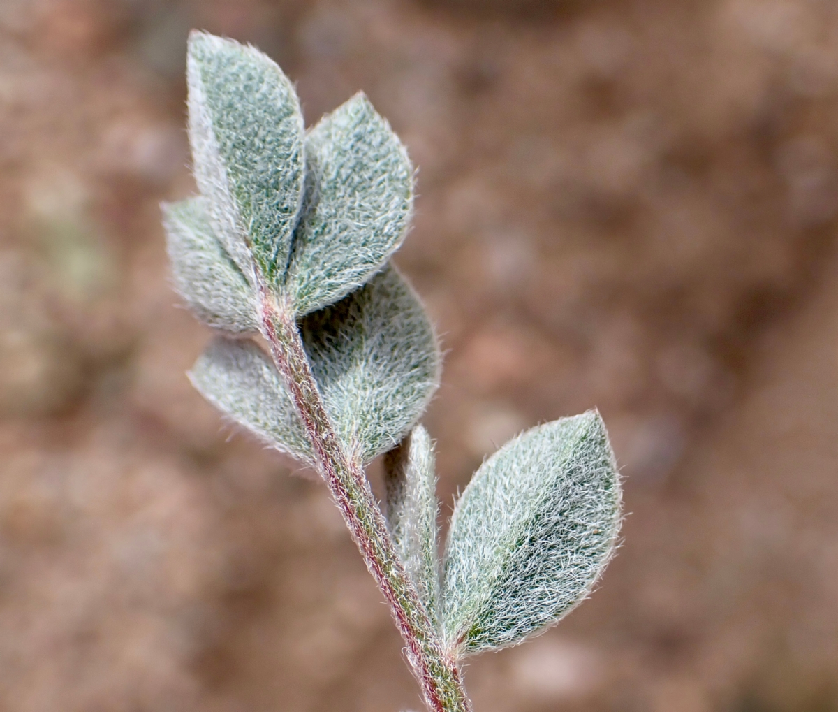 Astragalus newberryi var. newberryi