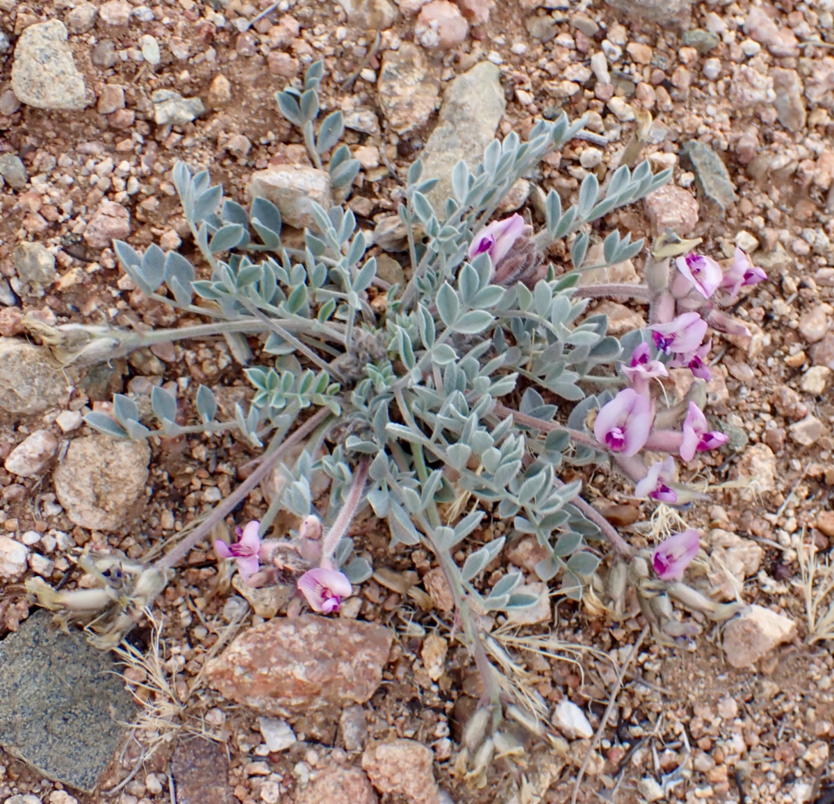 Astragalus newberryi var. newberryi