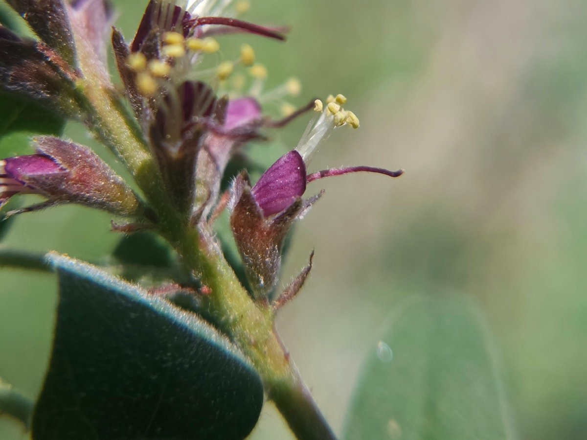 Amorpha californica var. californica