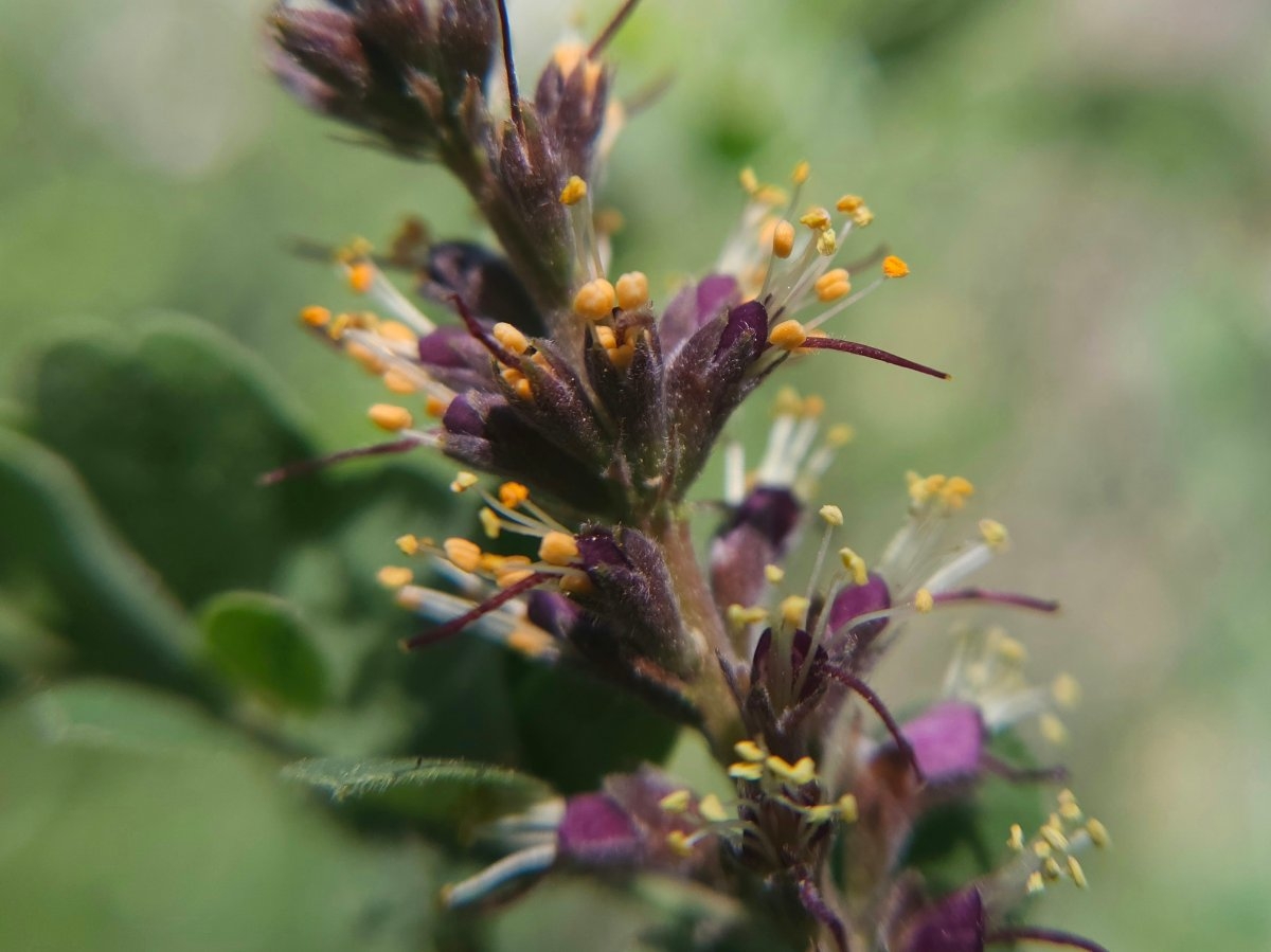 Amorpha californica var. californica