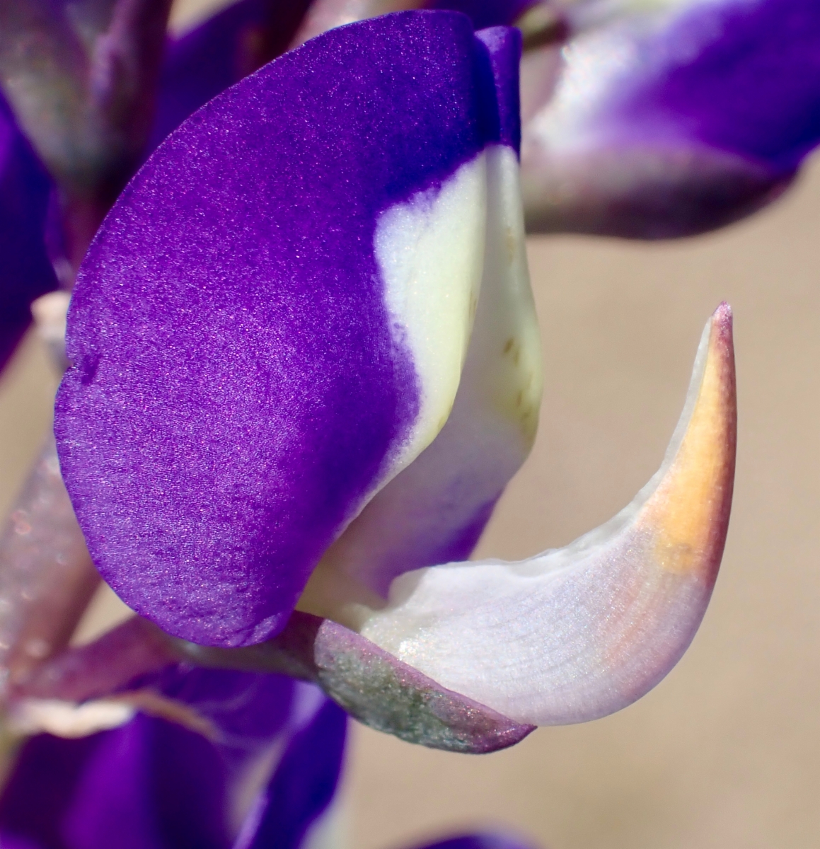 Lupinus odoratus