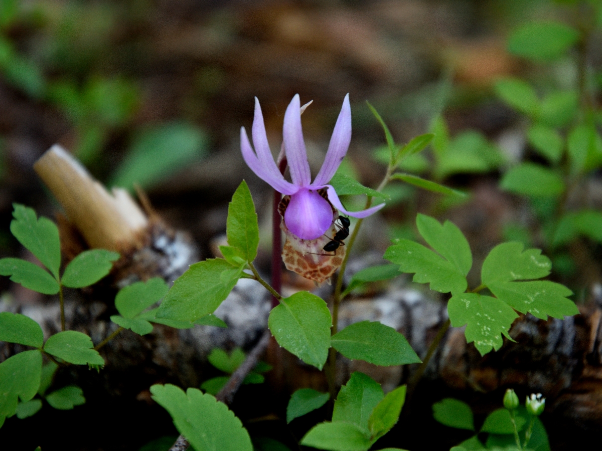 Calypso bulbosa