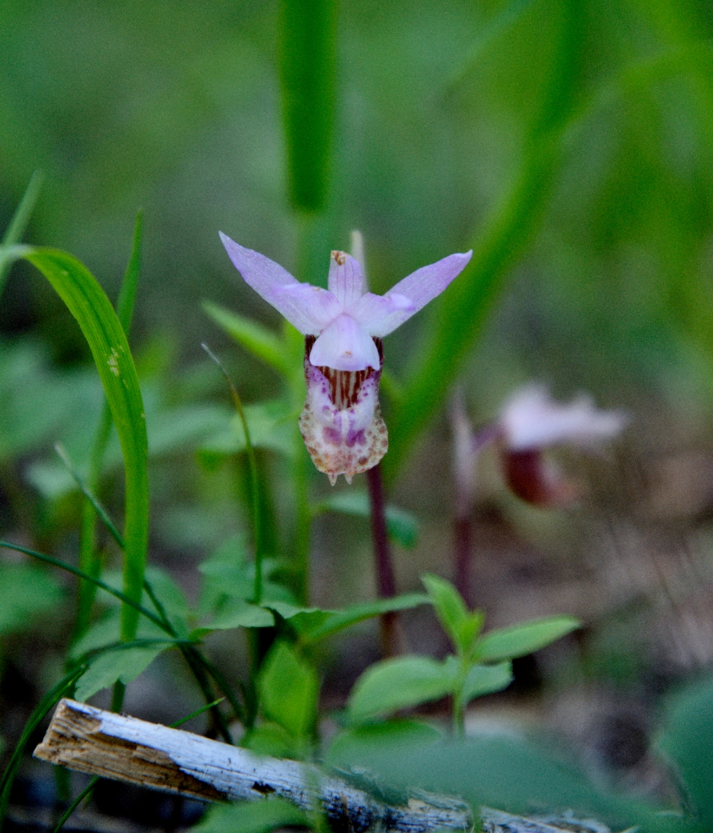 Calypso bulbosa