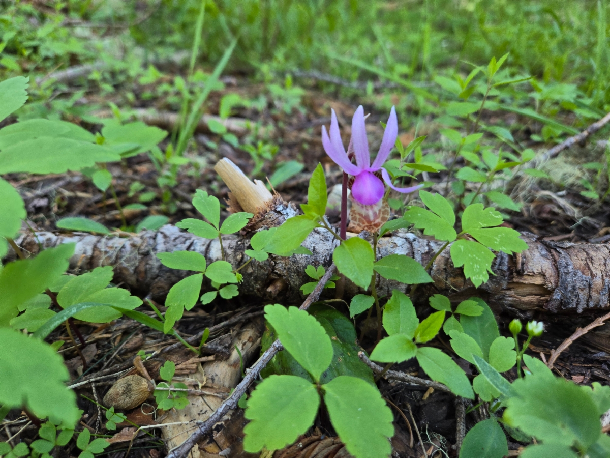 Calypso bulbosa