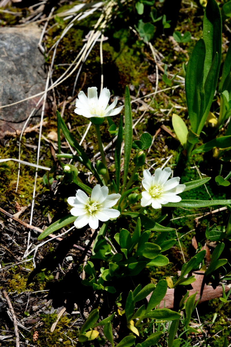 Lewisia nevadensis