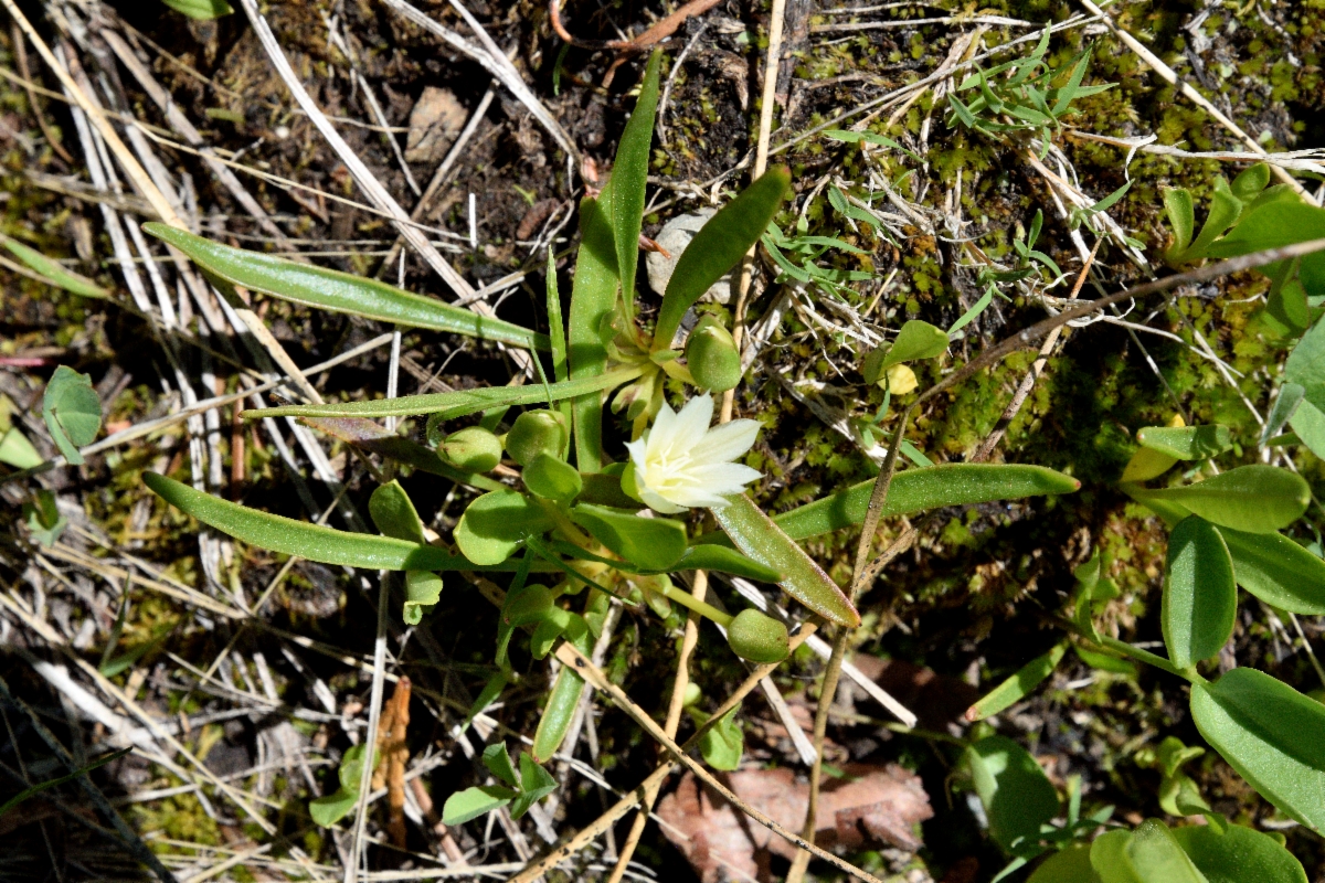 Lewisia nevadensis