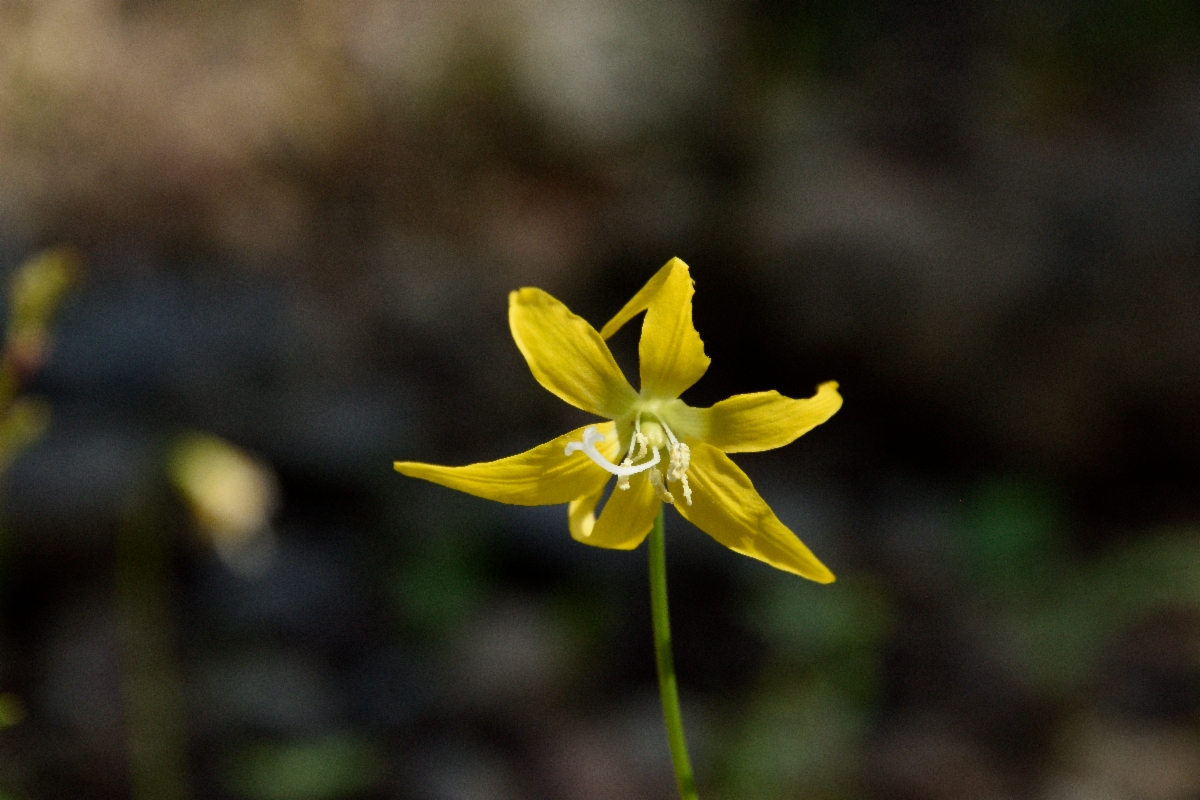 Erythronium grandiflorum