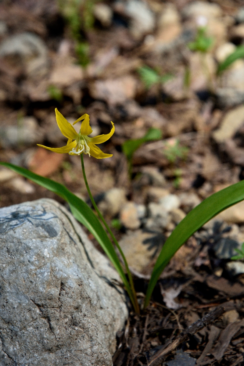 Erythronium grandiflorum