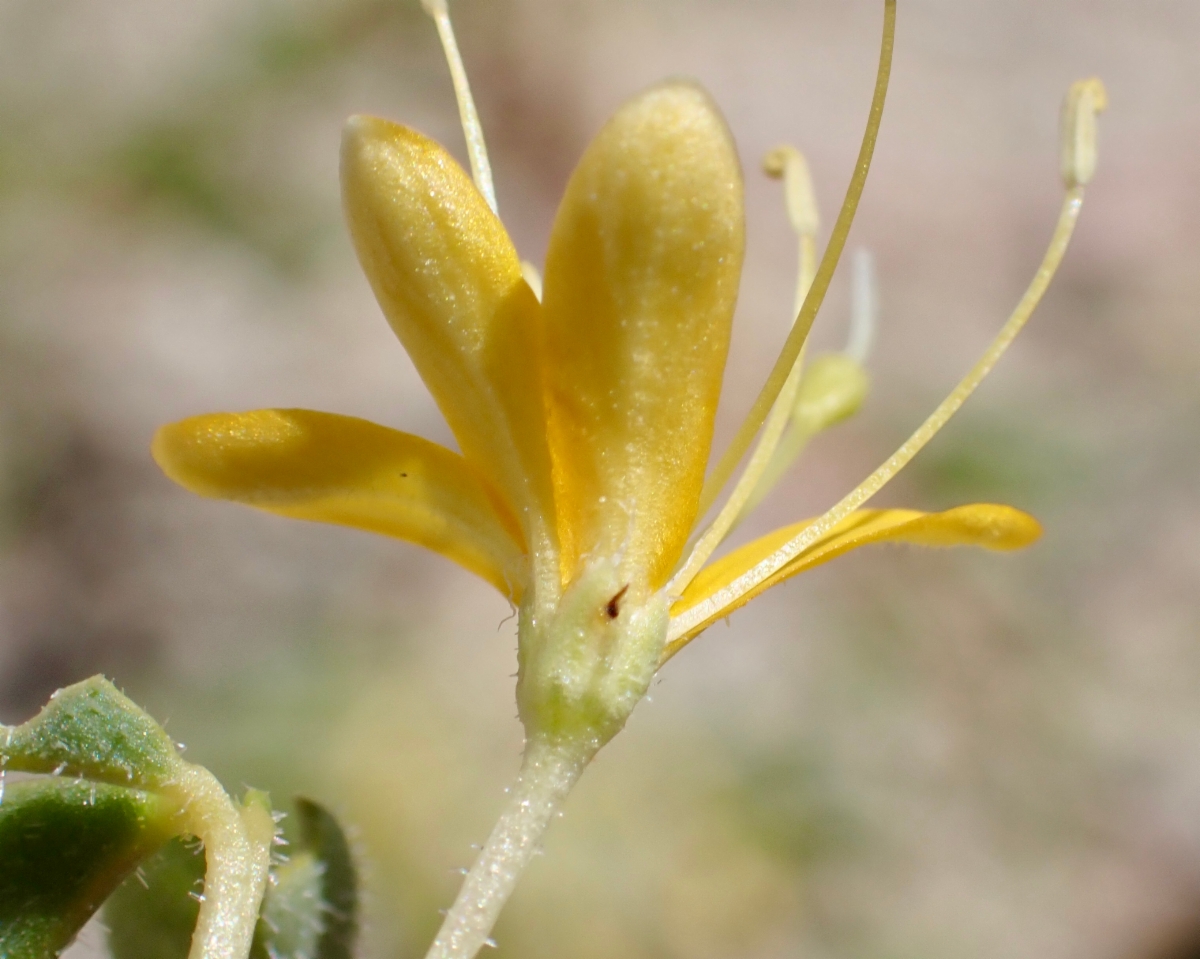 Cleomella obtusifolia