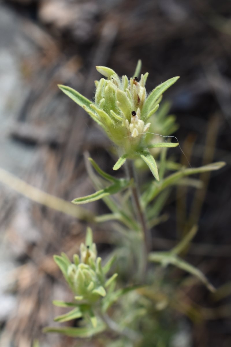 Castilleja pilosa