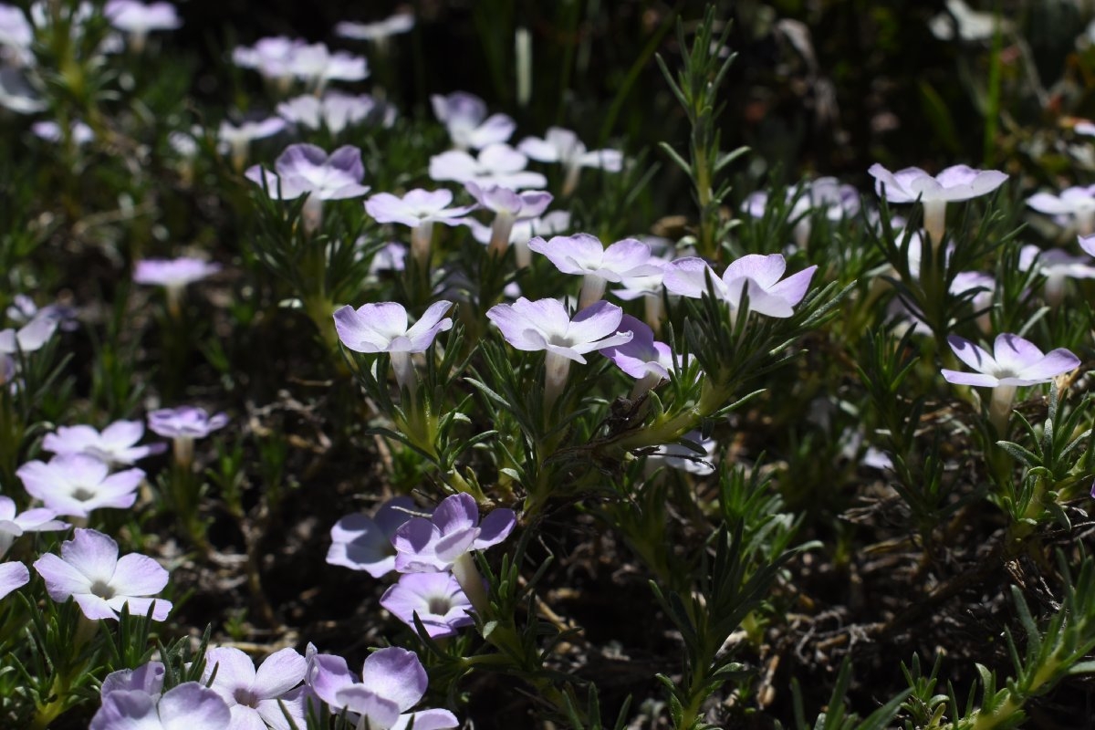 Phlox diffusa