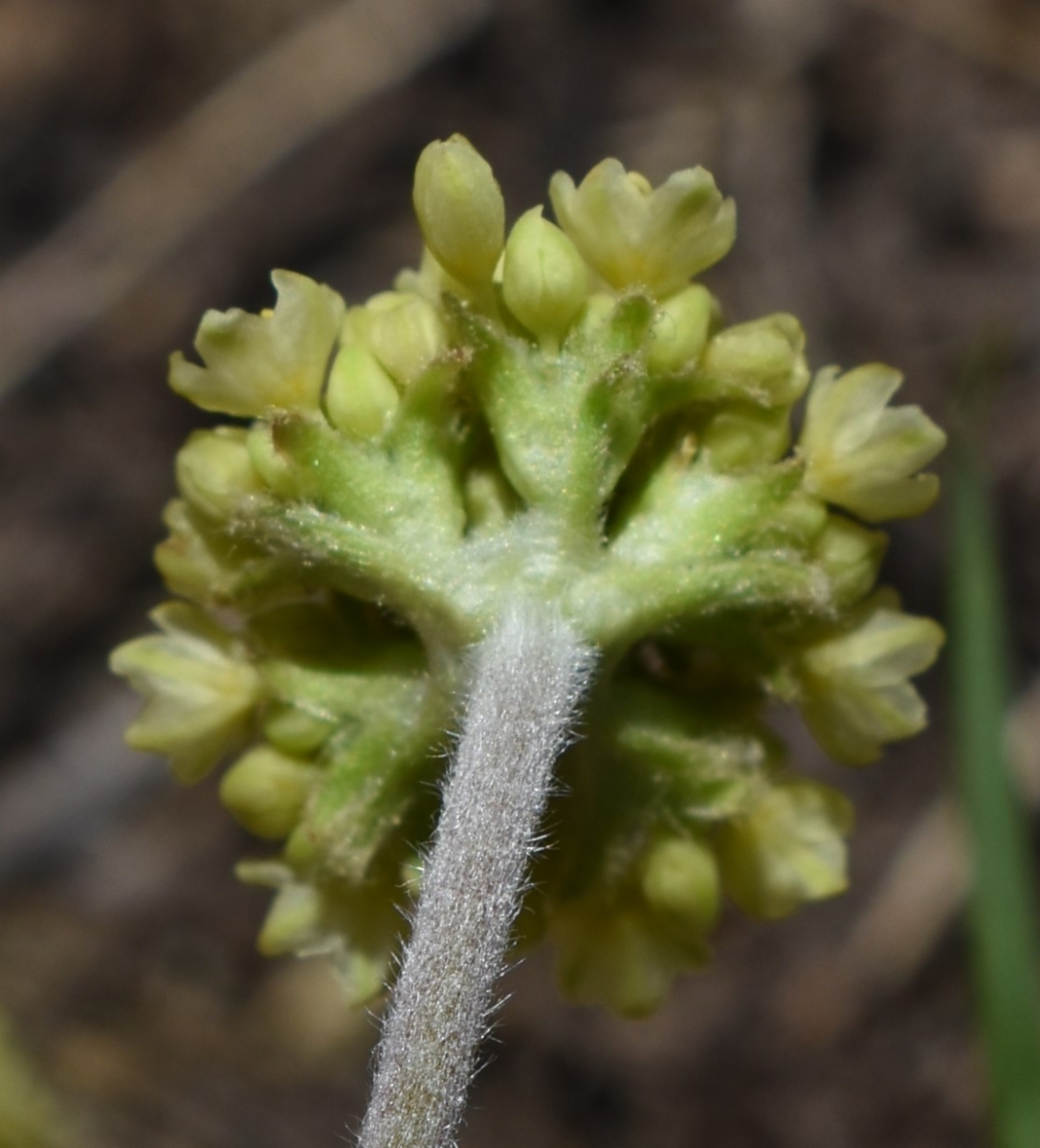 Eriogonum umbellatum var. nevadense