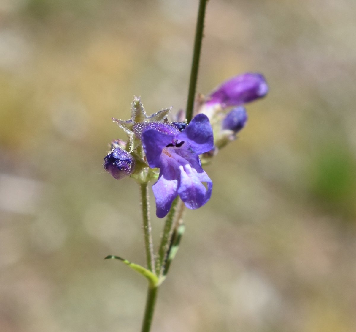 Penstemon gracilentus