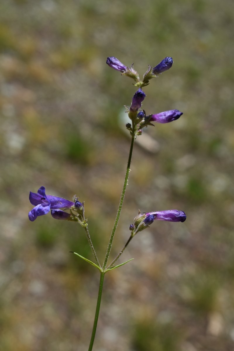 Penstemon gracilentus