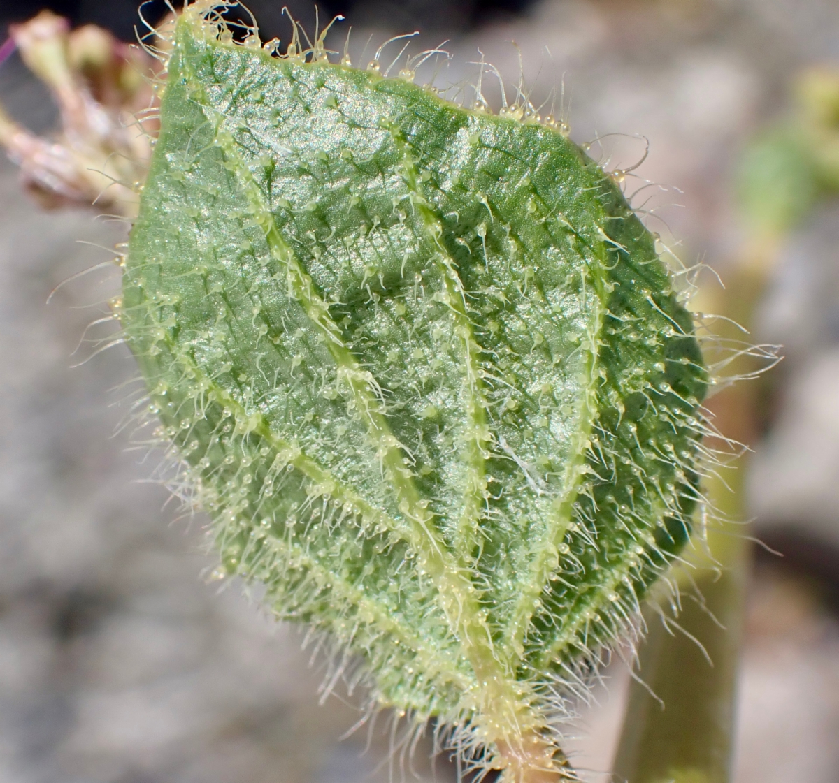 Anulocaulis annulatus