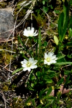 Lewisia nevadensis