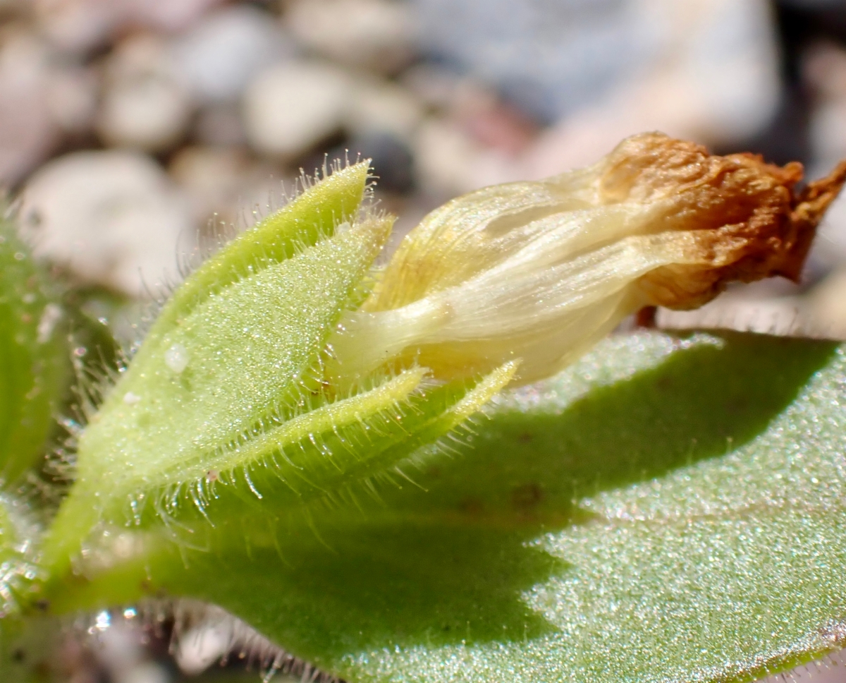 Antirrhinum mohavea