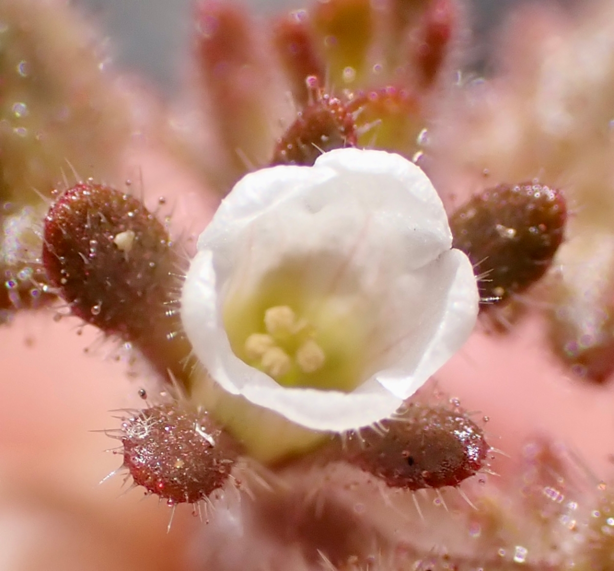 Phacelia rotundifolia