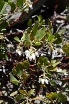 Arctostaphylos nevadensis