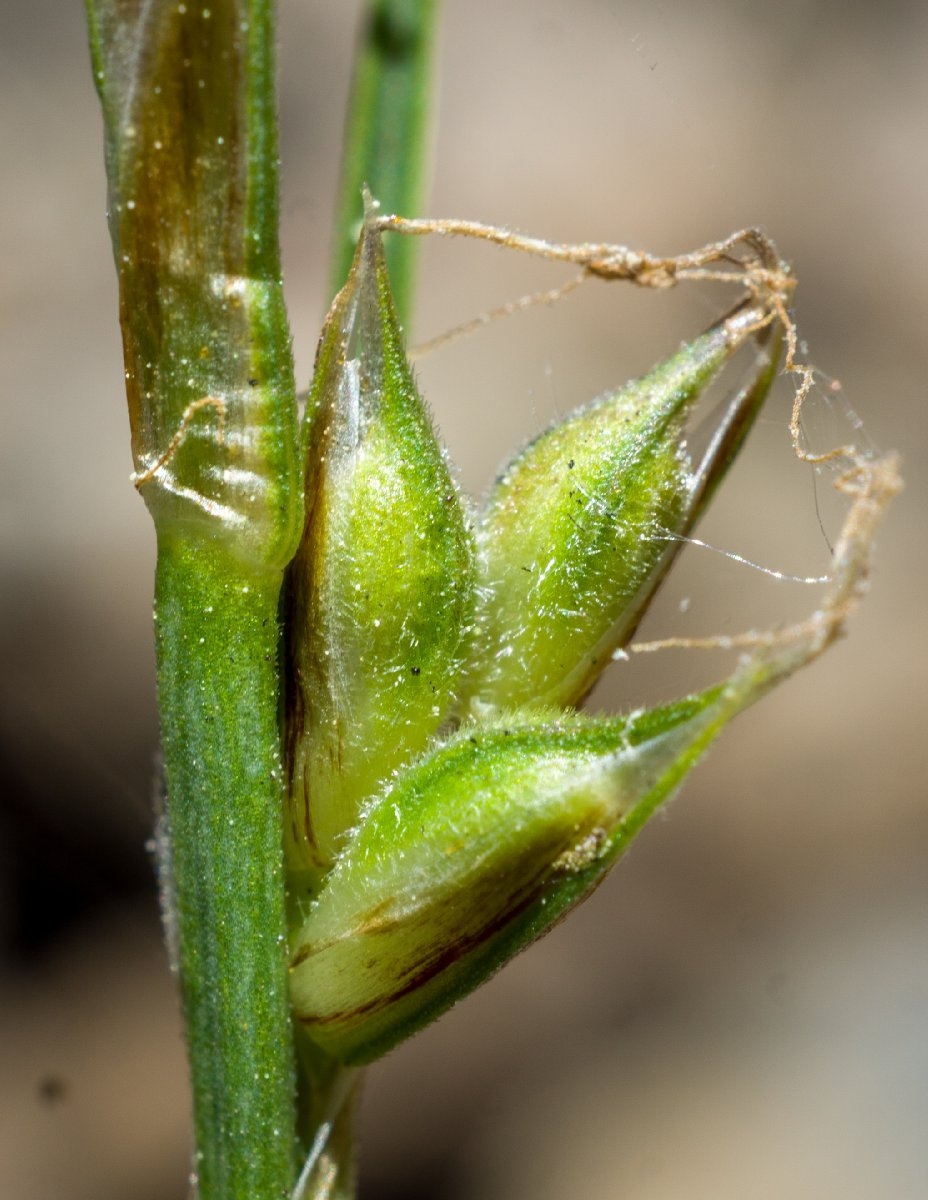 Carex brainerdii