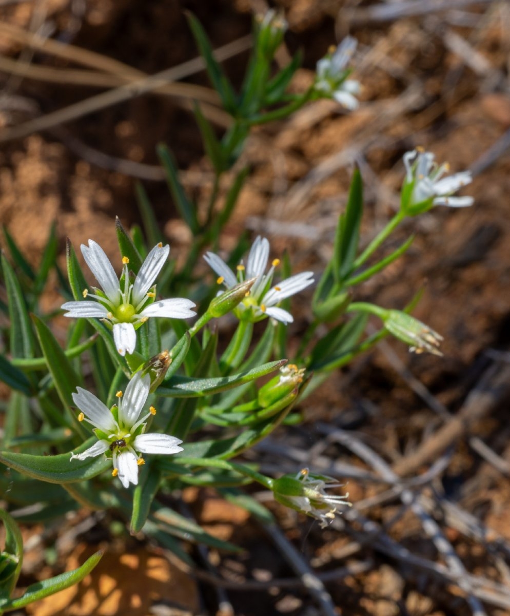 Pseudostellaria sierrae